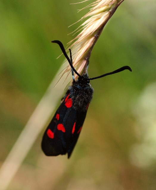 Zygaenidae